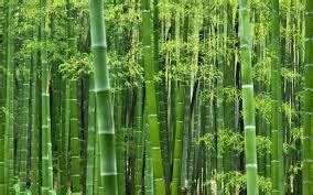 bamboo 意思|BAMBOO